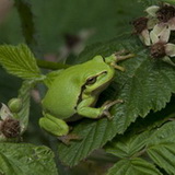 Tree frogs